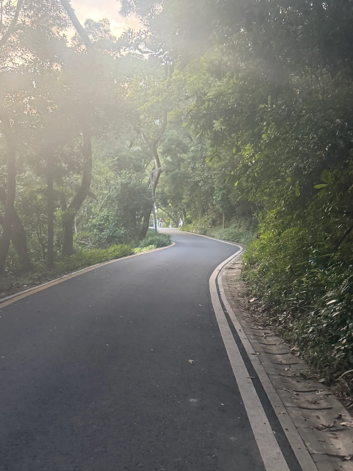 通往恩上水库方向的林间弯道与穿过树叶的夕光